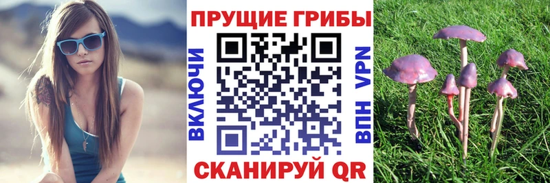 omg tor  цена   Инсар  Галлюциногенные грибы Psilocybine cubensis 